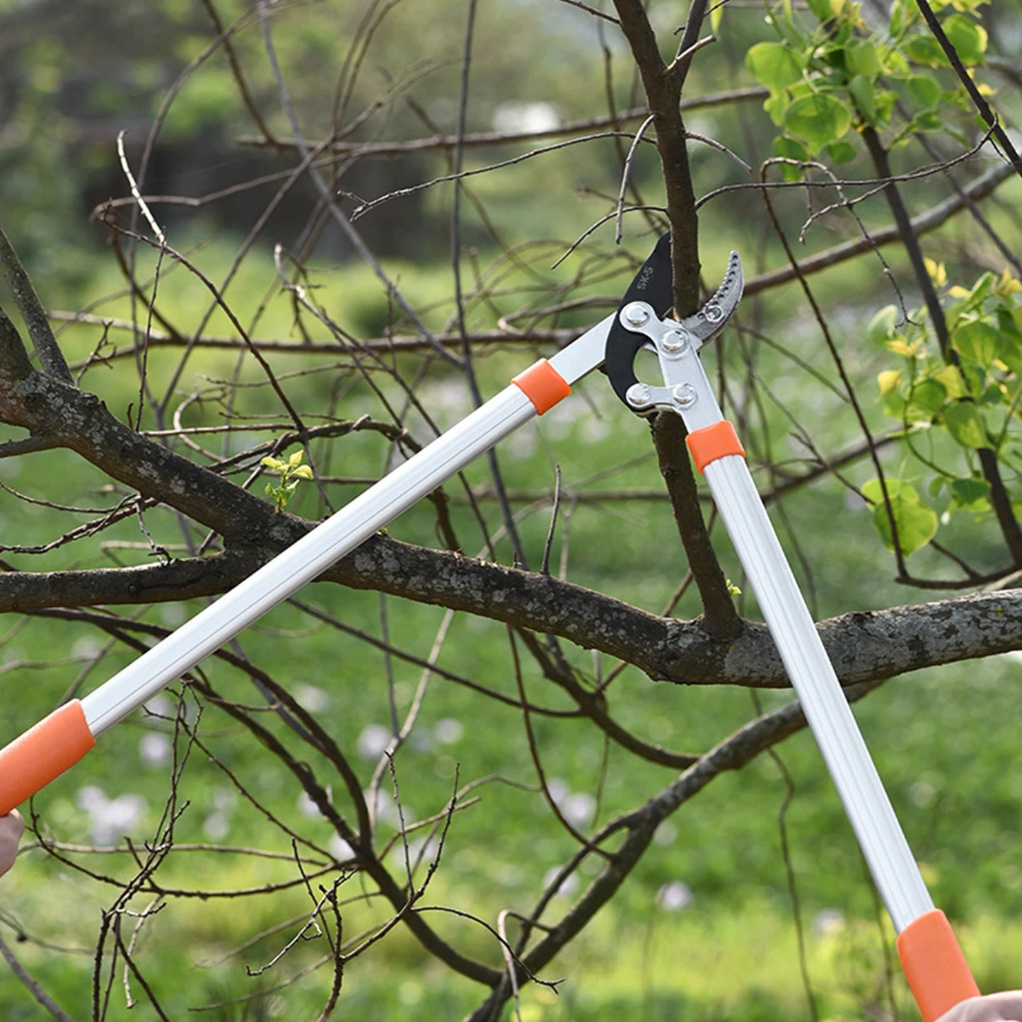 Long Length Scissor Cut Tree Branch