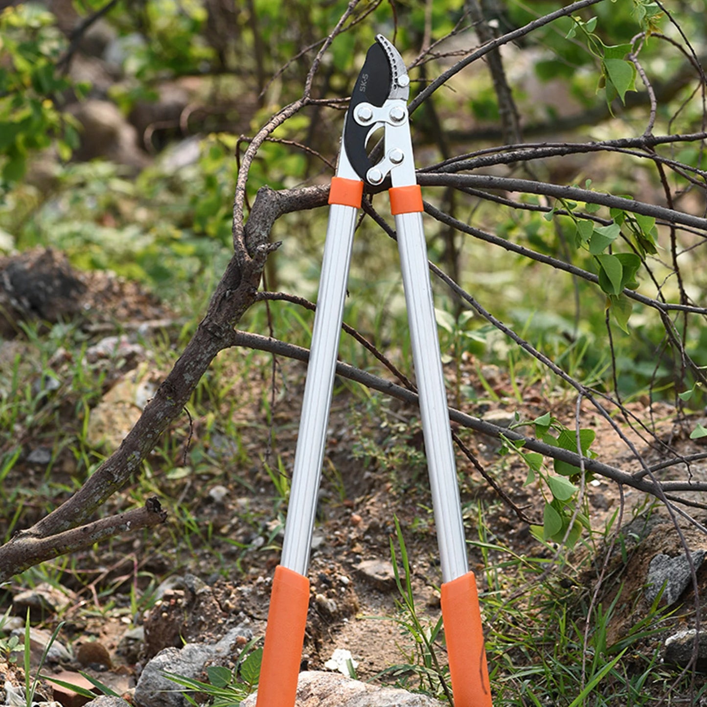 Long Length Scissor Cut Tree Branch