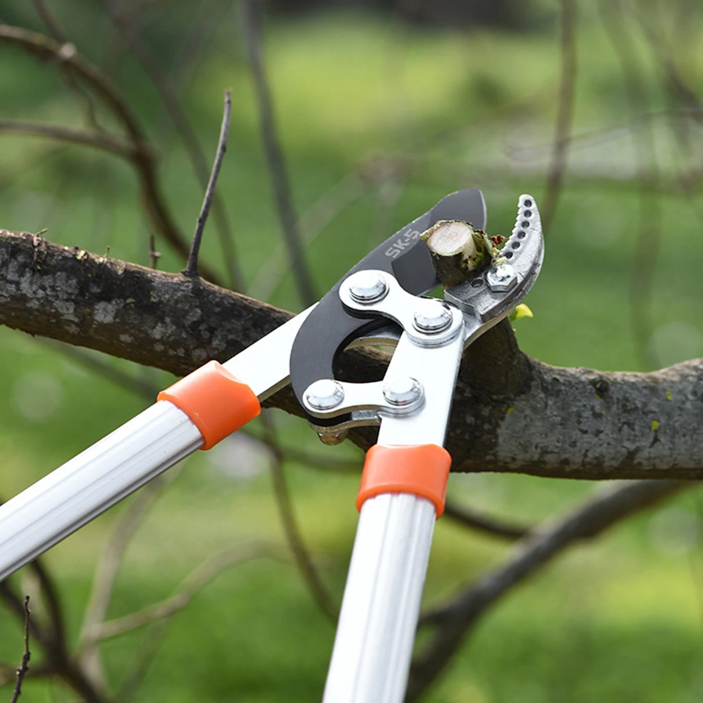 Long Length Scissor Cut Tree Branch